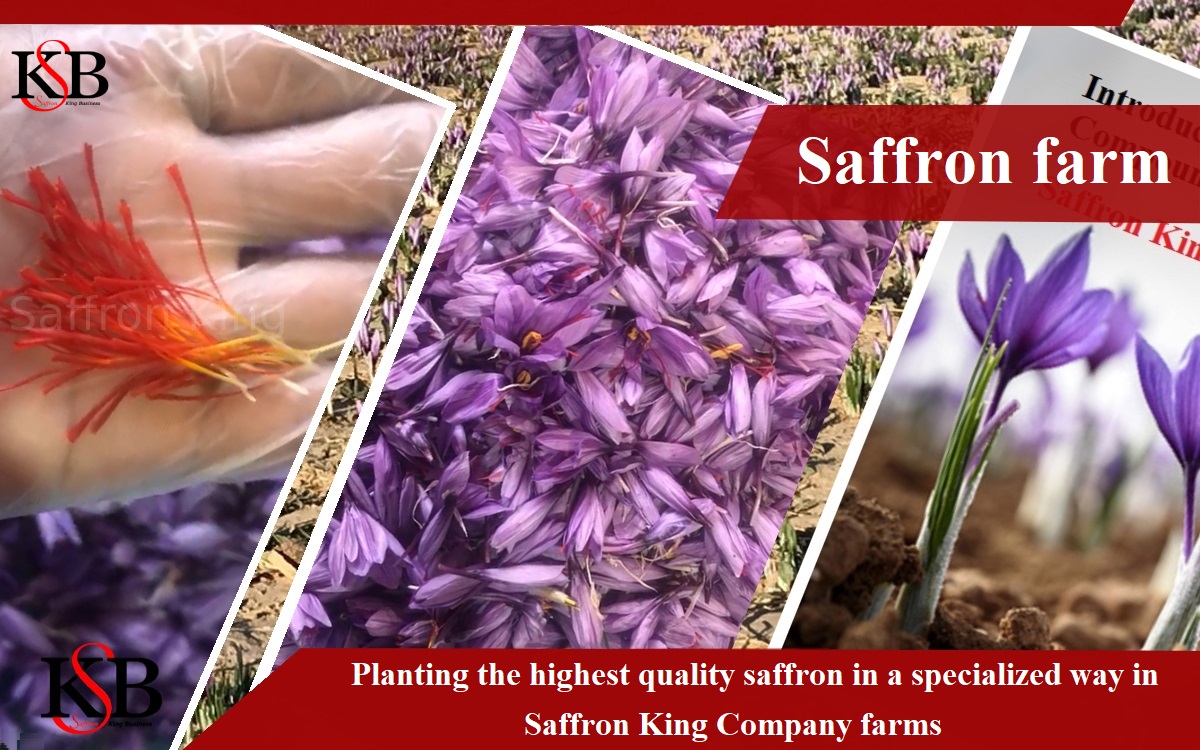 Saffron properties