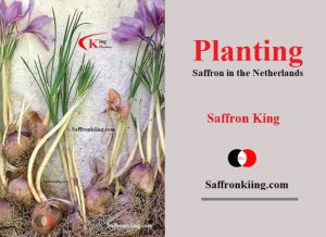 Wholesale of saffron