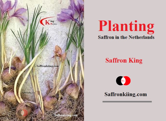 Export of saffron to Japan and wholesale of saffron