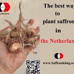 The best way to plant saffron in the Netherlands