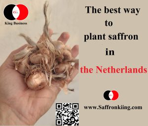 The best way to plant saffron in the Netherlands