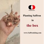 Planting saffron in a box