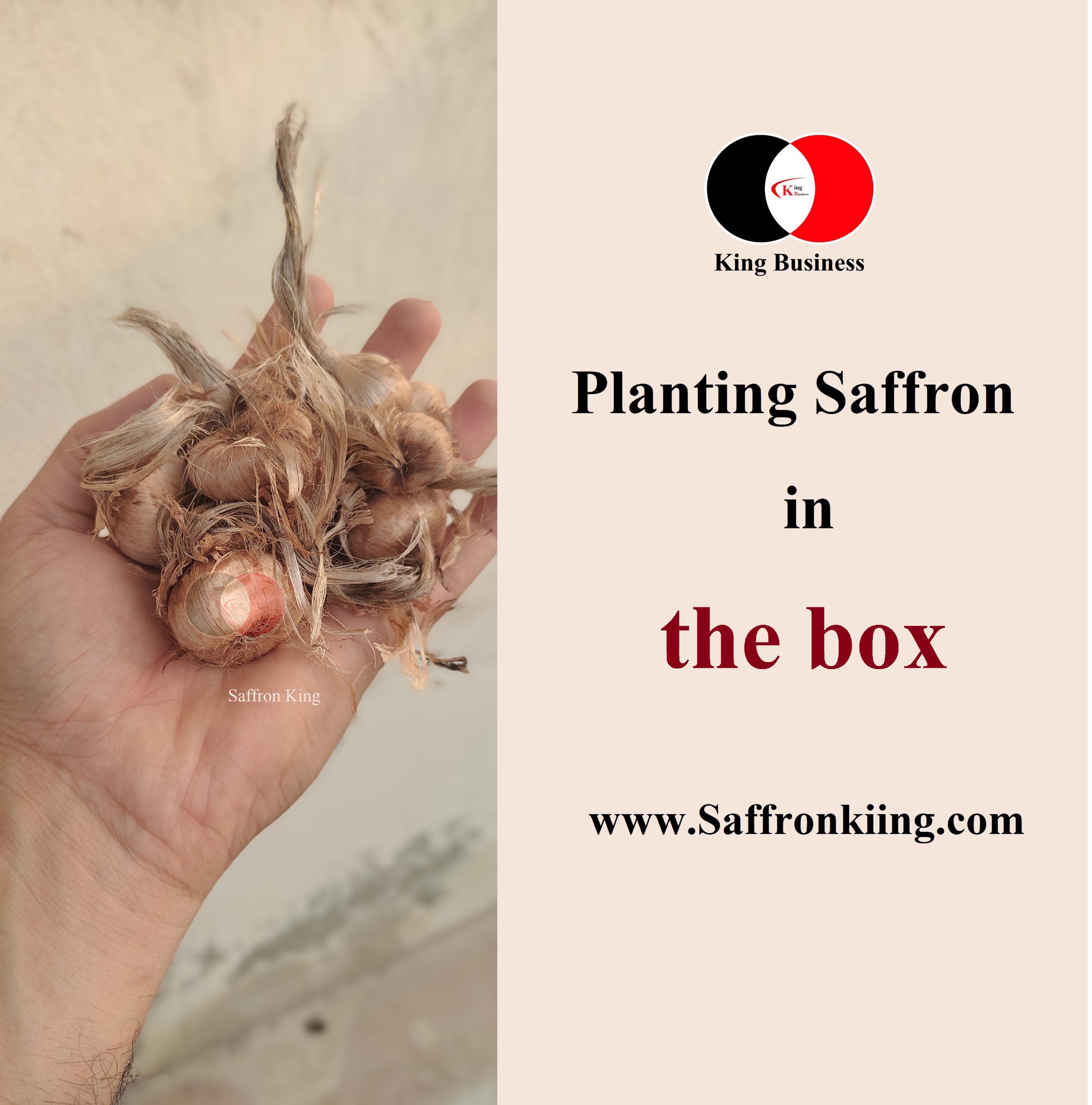 Planting saffron in a box