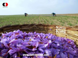 Wholesale of fresh saffron