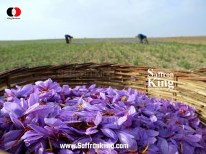 The price of saffron in pounds