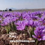 Challenges of Saffron Sales for Iranian Farmers