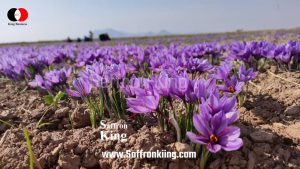 1 gram of saffron in euros