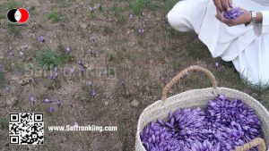 Customers of Iranian saffron