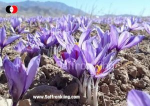 Selling Iranian saffron