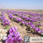 Today's price of saffron in March this year