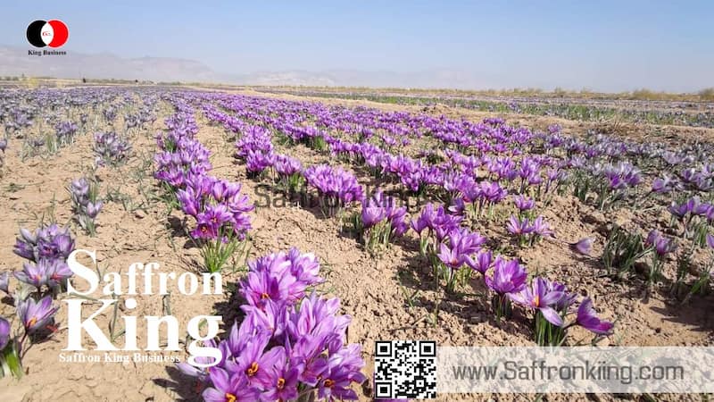 Wholesale of saffron in Milan