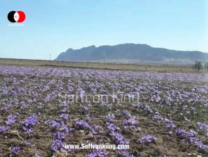 Sending saffron to Germany