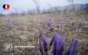 Today's price of saffron in March this year