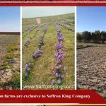 acheter du safran de qualité + prix le safran 2023