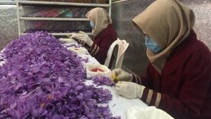 Saffron Handling