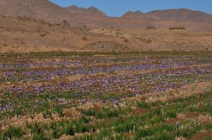 Sending a Sample of Saffron to a Saudi Restaurateur