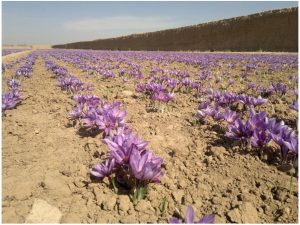 How Can Saffron Be Exported to European Countries?