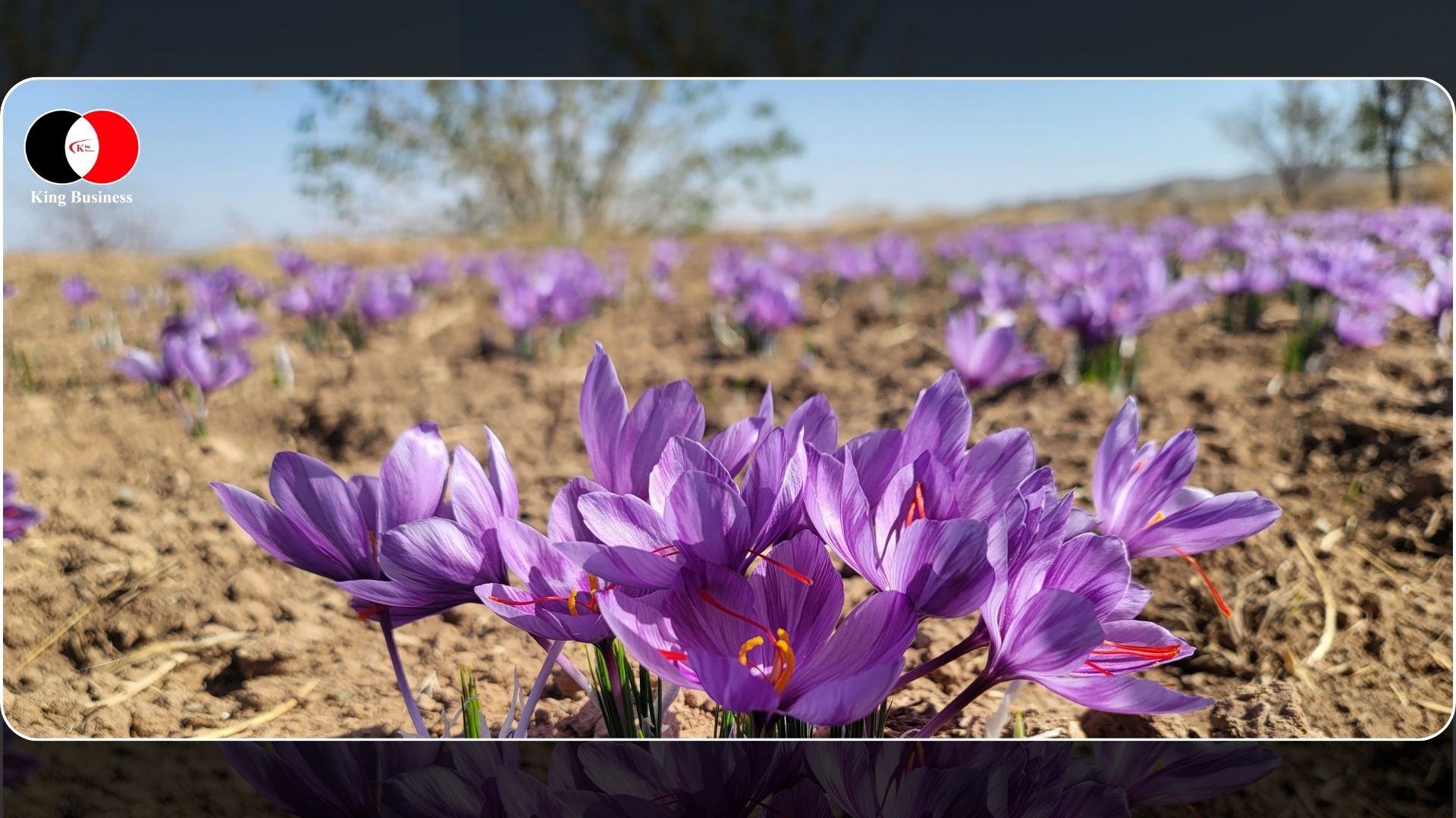 Iranian Saffron