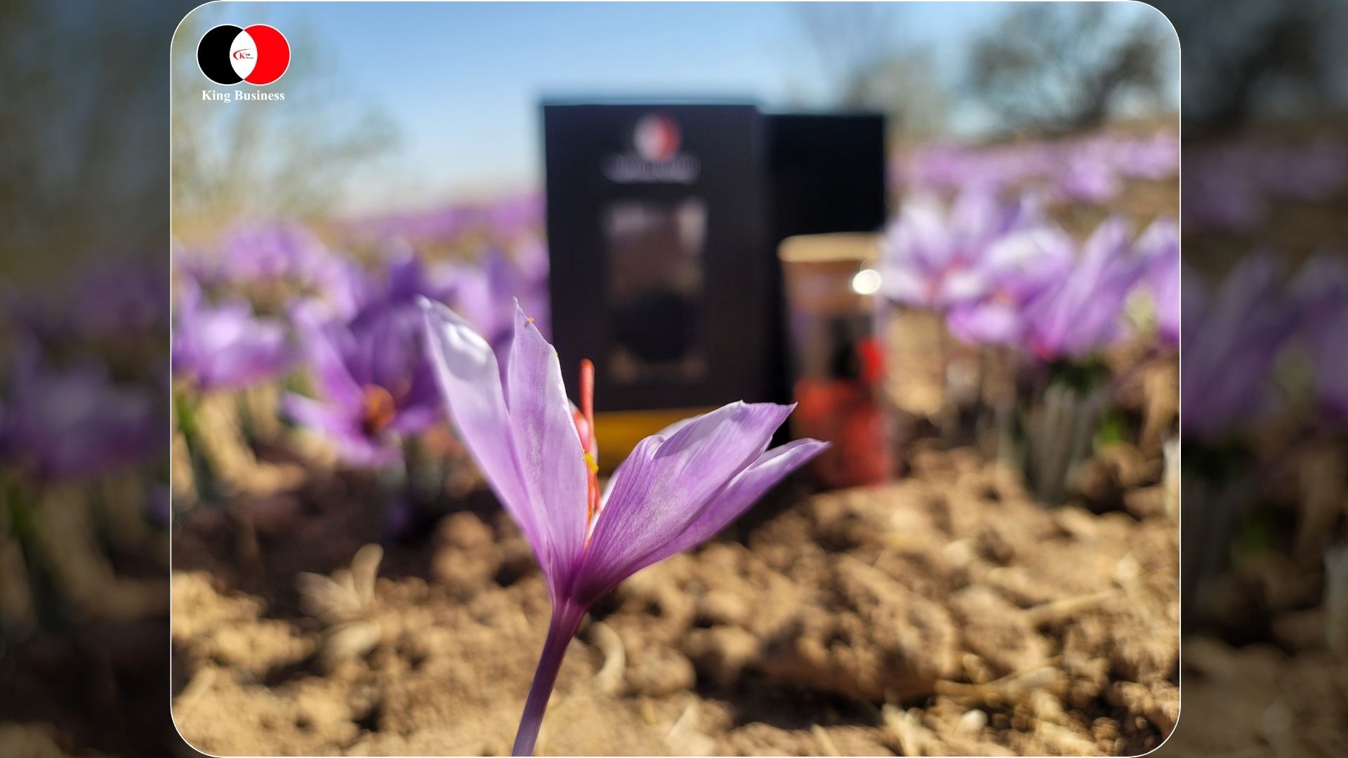 Price of saffron