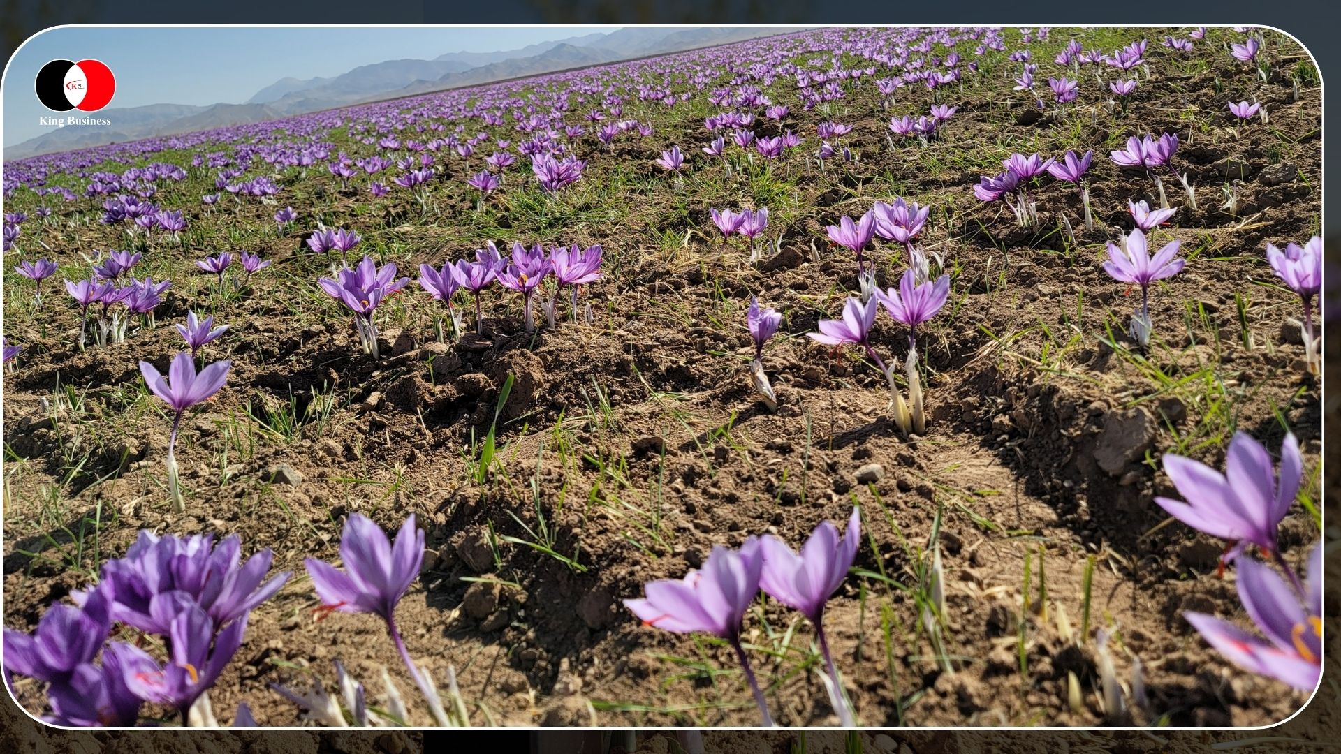 saffron sales
