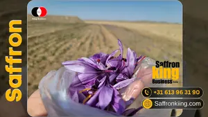 Successful Experience with King Business Saffron